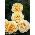 Роза Амбер Куин / Rose Amber Queen