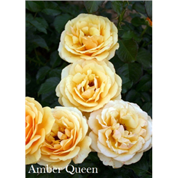 Роза Амбер Куин / Rose Amber Queen