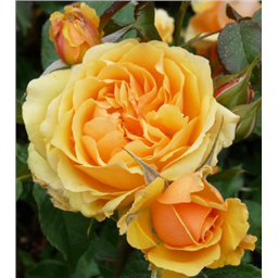 Роза Балерина / Rose Ballerina