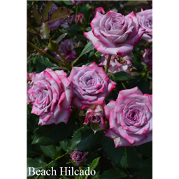 Роза Бич Хилкадо / Rose Beach Hilcado