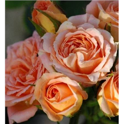 Роза Биатрис / Rose Beatrice