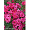 Роза Блю Парад / Rose Blue Parade
