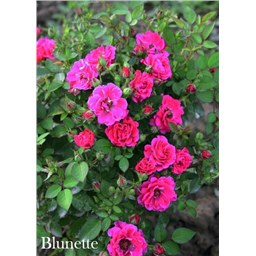 Роза Блюнетт / Rose Blunetta