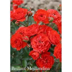 Роза Бриллиант Мейландина / Rose Brilliant Meillandine