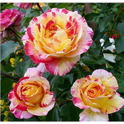 Роза Камиль Писсарро / Rose Camille Pissarro