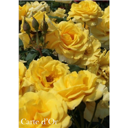 Роза Карт Д’Ор / Rose Carte de Or