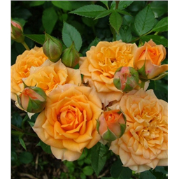 Роза Клара / Rose Clara