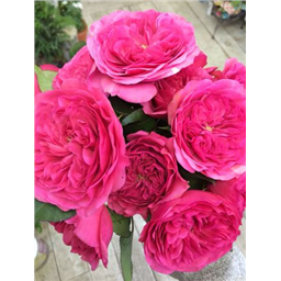 Роза Клайв / Rose Clive