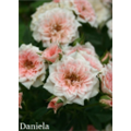Роза Даниела / Rose Daniela