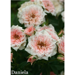 Роза Даниела / Rose Daniela