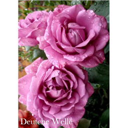 Роза Дойче Велле / Rose Deutche Welle