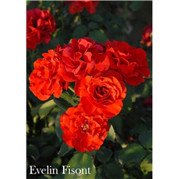 Роза Эвелин Висонт / Rose Evelin Fisont