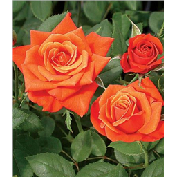 Роза Джинжер / Rose Ginger