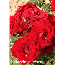 Роза Хейнзелманхен / Rose Heinzelmannchen