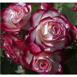 Роза Жюбиле дю Принс де Монако / Rose Jubilee Princesse de Monaco