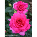 Роза Ману Мейян / Rose Manou Meilland