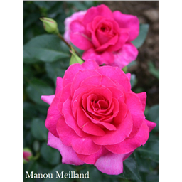 Роза Ману Мейян / Rose Manou Meilland