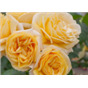 Роза Микеланджело / Rose Michelangelo
