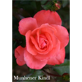 Роза Мюнхенер Киндл / Rose Munchener Kindl