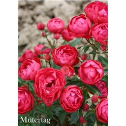 Роза Мутертаг / Rose Mutertag