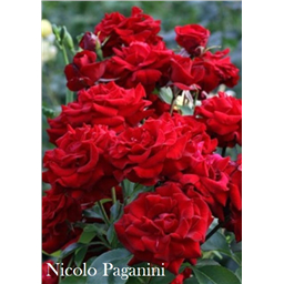 Роза Николло Паганини / Rose Nicolo Paganini