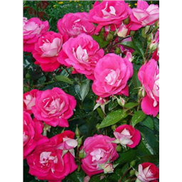 Роза Персис / Rose Persis