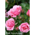 Роза Пинк Симфони / Rose Pink Simphony