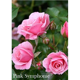 Роза Пинк Симфони / Rose Pink Simphony