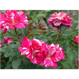 Роза Ренессанс / Rose Rennesance