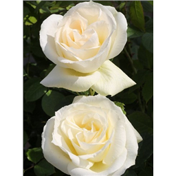 Роза Ривьера / Rose Riviera