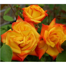 Роза Самба / Rose Samba