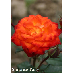 Роза Сюрпрайз Патти / Rose Surprise Party