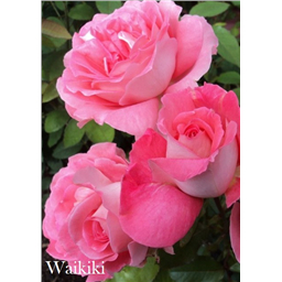 Роза Вайкики / Rose Waikiki