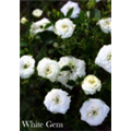 Роза Уайт Гем / Rose White Gem