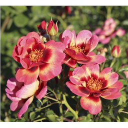 Роза Блашин Бэбилон Айз / Rose Blushing Babylon Eyes