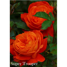 Роза Супер Трупер / Rose Super Trooper