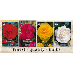 SBB-01 Бегонии (120pcs.)6/+