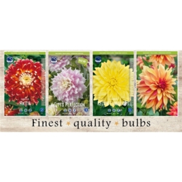 SBD-01 Георгины Декаративные (60pcs.)I