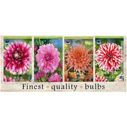 SBD-02 Георгины Декаративные (60pcs.)I