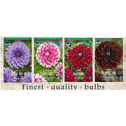 SBD-03 Георгины Декаративные (60pcs.)I