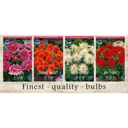 SBD-06 Георгины Бордюрные (60pcs.)I