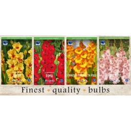 SBG-02 Гладиолусы  (240pcs.)14/+