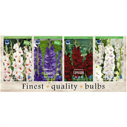 SBG-03 Гладиолусы  (240pcs.)14/+