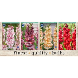 SBG-07 Гладиолусы  (320pcs.)12/+