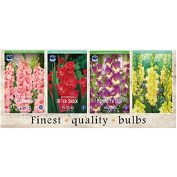 SBG-08 Гладиолусы  (240pcs.)14/+