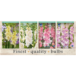 SBG-09 Гладиолусы  (240pcs.)14/+