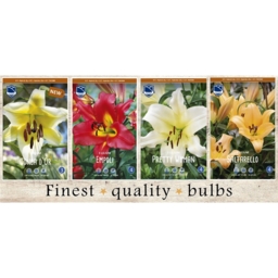 SBL-05 Лилии О.Т, гибриды (160pcs.)16/+