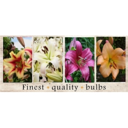 SBL-06 Лилии Трубчатые (100pcs.)20/+