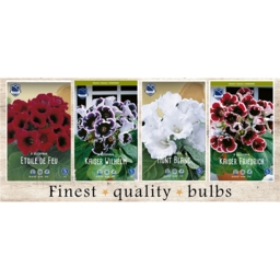 SBX-01 Глоксинии (160pcs.)5/+