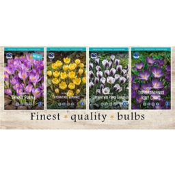 SCC-515 Крокусы Ботанические(4x250шт.)5/7